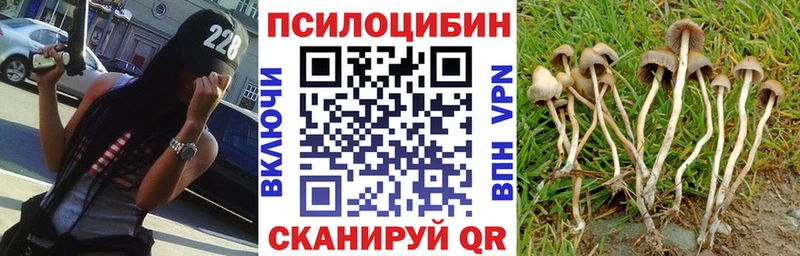 купить   Чаплыгин  Галлюциногенные грибы Psilocybe 